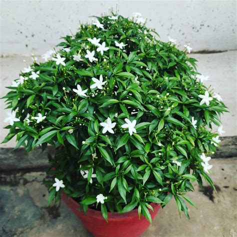 Keep Your Brazilian Jasmine Alive: Light, Water & Care Instructions.
